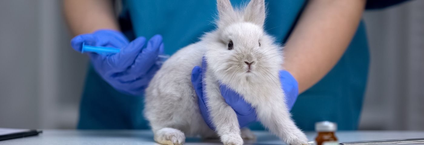 Europe takes action against animal testing