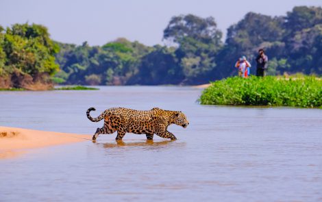 Pantanal como inspiración para cosméticos
