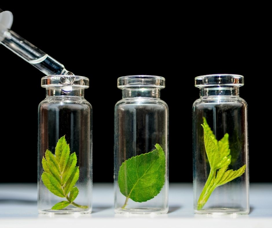 Leaves in glass jars