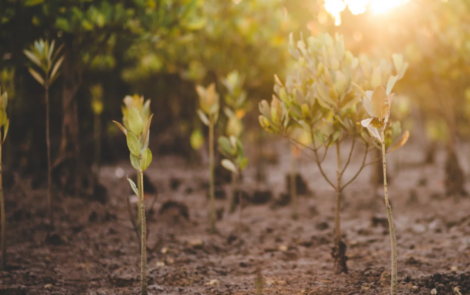“Crédito de carbono é opção, mas não pode ser a única”, diz head de sustentabilidade da L’Occitane au Bresil