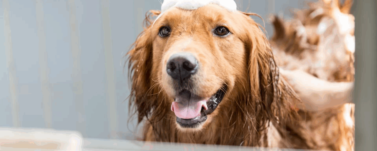 Cosméticos para PETS: mercado se consolida e projeta crescimento