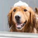 Cosméticos para PETS: mercado se consolida e projeta crescimento