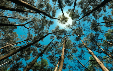 Better sunscreens inspired by art and nature