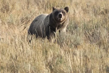Hiker Injured by Wild Animal in Wilderness Area Transported to Hospital