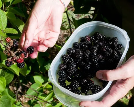Seeking: Tasty Bakes to Make Use Of a Surplus of Homemade Jam